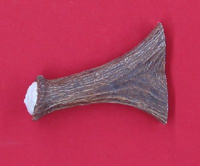 Picture of this lot Moose Antler Stems / Billets for Flint Knapping