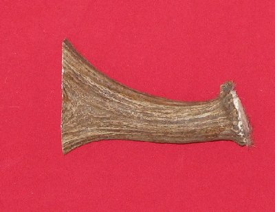 Picture of this lot Moose Antler Stems / Billets for Flint Knapping