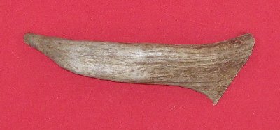 Picture of this lot Moose Antler Tines