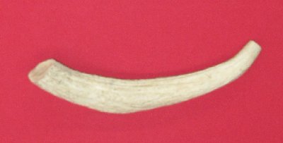 Picture of this lot Moose Antler Tines