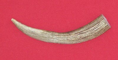 Picture of this lot Moose Antler Tines