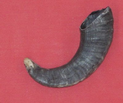 Picture of this lot Domestic Sheep Ram Horns