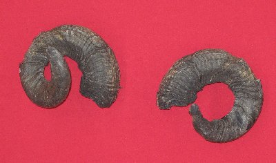 Picture of this lot Domestic Sheep Ram Horns
