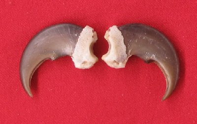 Picture of this lot Black Bear Claws