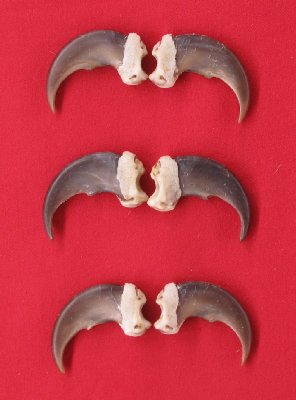 Picture of this lot Black Bear Claws