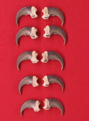 Picture of this lot Black Bear Claws