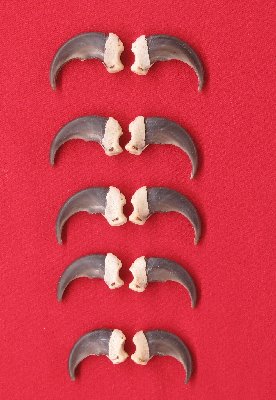 Picture of this lot Black Bear Claws