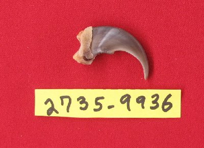 Picture of this lot Black Bear Claws