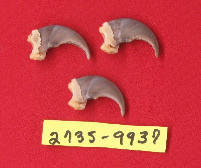 Picture of this lot Black Bear Claws