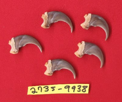 Picture of this lot Black Bear Claws