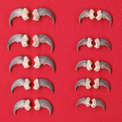 Picture of this lot Black Bear Claw Sets