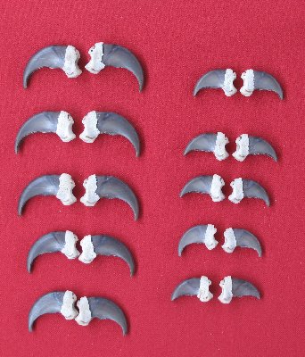 Picture of this lot Black Bear Claw Sets