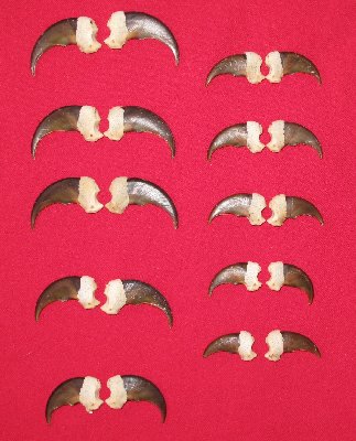 Picture of this lot Black Bear Claw Sets