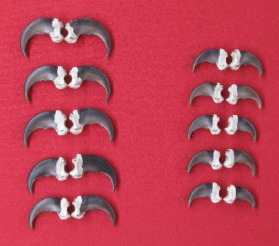 Picture of this lot Black Bear Claw Sets