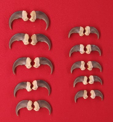 Picture of this lot Black Bear Claw Sets