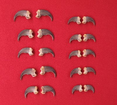Picture of this lot Black Bear Claw Sets
