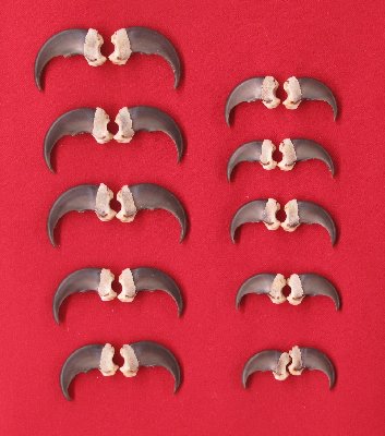 Picture of this lot Black Bear Claw Sets