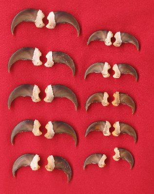 Picture of this lot Black Bear Claw Sets