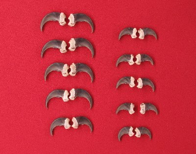 Picture of this lot Black Bear Claw Sets