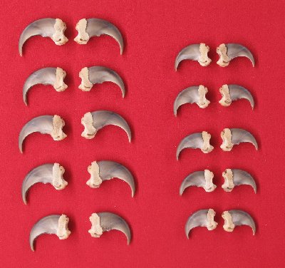 Picture of this lot Black Bear Claw Sets