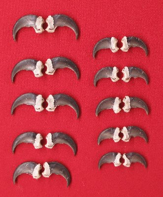 Picture of this lot Black Bear Claw Sets