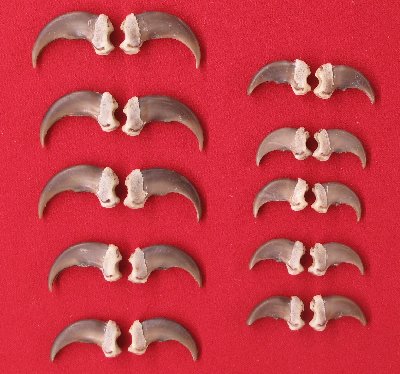 Picture of this lot Black Bear Claw Sets