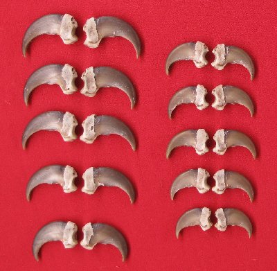 Picture of this lot Black Bear Claw Sets