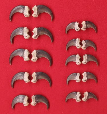 Picture of this lot Black Bear Claw Sets