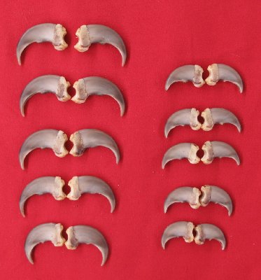 Picture of this lot Black Bear Claw Sets