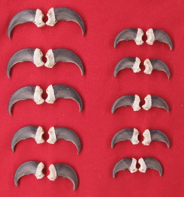 Picture of this lot Black Bear Claw Sets