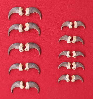 Picture of this lot Black Bear Claw Sets