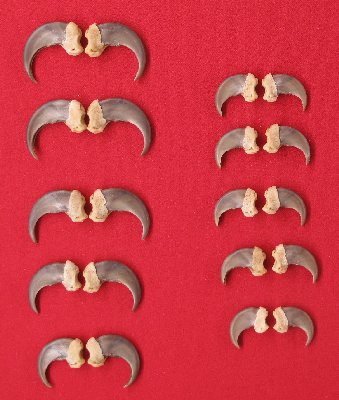 Picture of this lot Black Bear Claw Sets