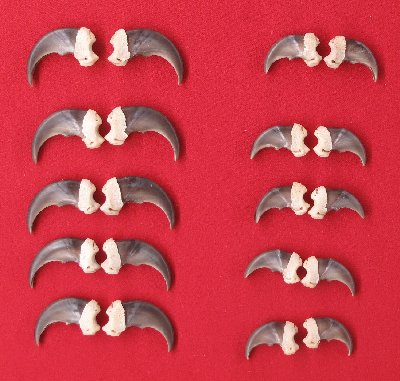 Picture of this lot Black Bear Claw Sets