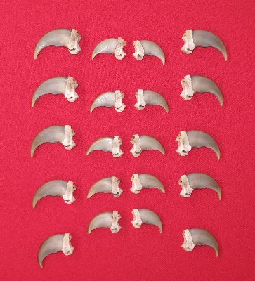 Picture of this lot Black Bear Claw Sets