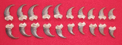 Picture of this lot Black Bear Claw Sets