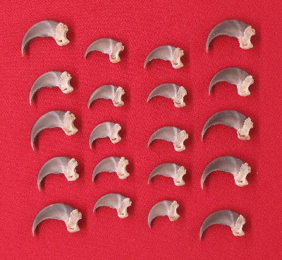 Picture of this lot Black Bear Claw Sets