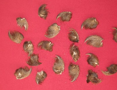 Picture of this lot Black Bear Claw Sets