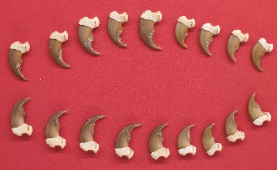 Picture of this lot Black Bear Claw Sets