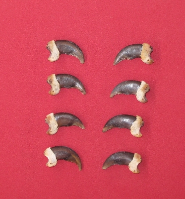 Picture of this lot Grizzly Bear Claws