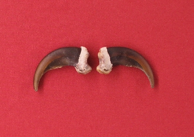 Picture of this lot Grizzly Bear Claws
