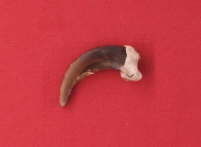 Picture of this lot Grizzly Bear Claws