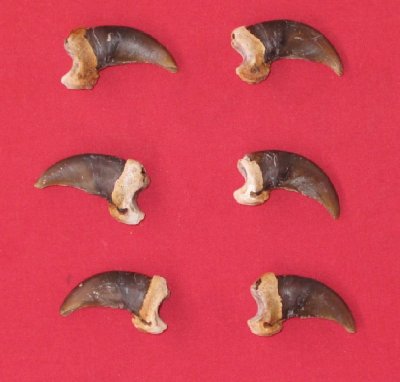 Picture of this lot Grizzly Bear Claws