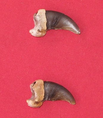 Picture of this lot Grizzly Bear Claws