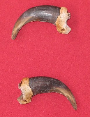 Picture of this lot Grizzly Bear Claws