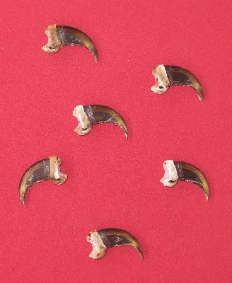 Picture of this lot Grizzly Bear Claws