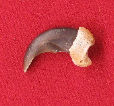 Picture of this lot Grizzly Bear Claws