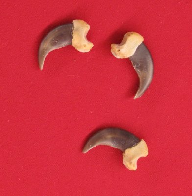 Picture of this lot Grizzly Bear Claws