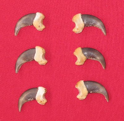 Picture of this lot Grizzly Bear Claws