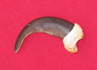 Picture of this lot Grizzly Bear Claws