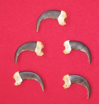 Picture of this lot Grizzly Bear Claws